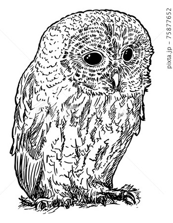 Tawny Or Brown Owl Bird Vector Drawing Or のイラスト素材