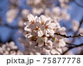 桜　ソメイヨシノ 75877778