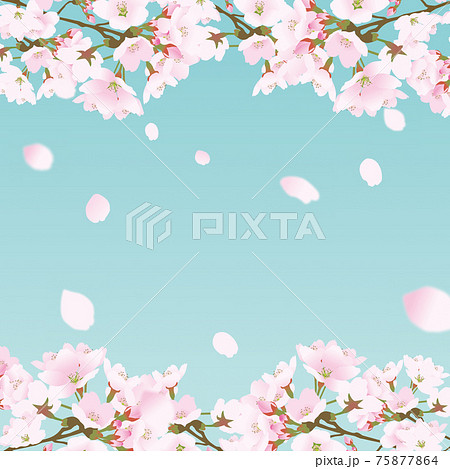 桜上下の正方形のフレームと散る日本の桜の花びら桜吹雪リアルテイスト優しい春色青緑のイラスト素材