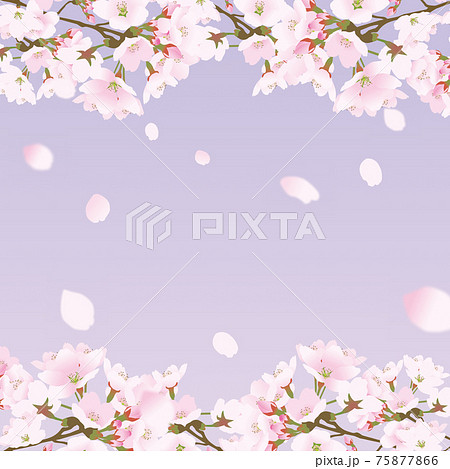 桜上下の正方形のフレームと散る桜の花びら紫のイラスト素材