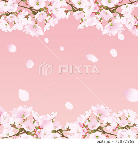 桜上下の正方形のフレームと散る桜の花びらピンクのイラスト素材