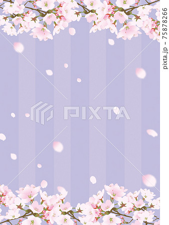 桜上下の縦じまのフレームと散る桜の花びら紫のイラスト素材