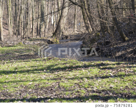 View of small spring stream in Kunraticky les forest park with bare trees early spring sunny day. Prague, Czech Republic View of small spring stream in Kunraticky les forest park with bare trees early spring sunny day. Prague, Czech Republic 75879281