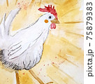 Watercolor white american hen illustration Watercolor white american hen illustration 75879383