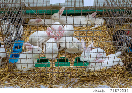 White Rabbits Cage 75879552