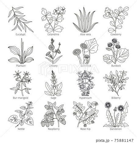 Medicine plants and herbs collection 75881147
