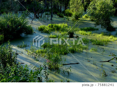 Wetlands in the most beautiful places of the wild.  75881241