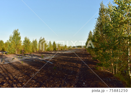Landscape on peatlands where being development of the peat. Landscape on peatlands where being development of the peat. 75881250