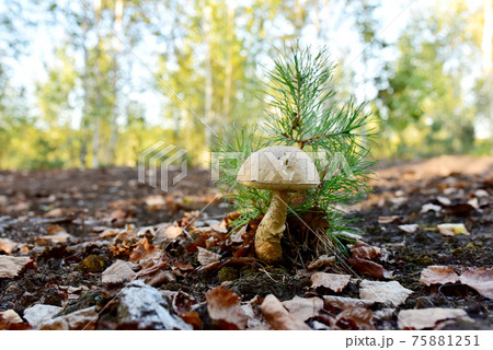 Edible brown cap boletus grows in the ground among fallen birch leaves in the fall season.  75881251