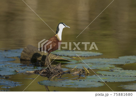 African jacana 75881680