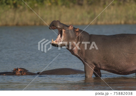 Hippopotamus , Kruger National Park , Africa 75882038
