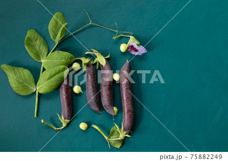 Purple pods of green peas on a dark green background. Banner. Purple pods of green peas on a dark green background. Banner. 75882249