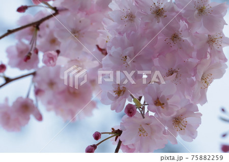 桜 75882259