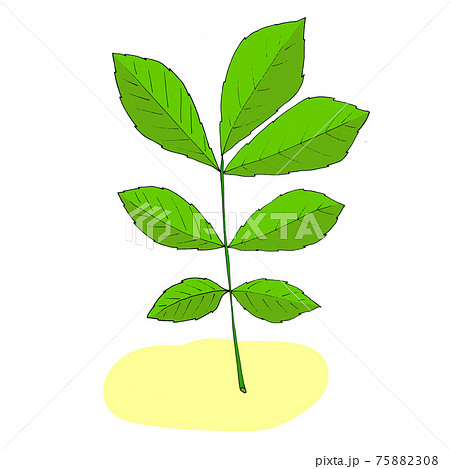 Plant drawing, modern design. Abstract Plant Art design for print, cover, wallpaper. Vector illustration Plant drawing, modern design. Abstract Plant Art design for print, cover, wallpaper. Vector illustration 75882308