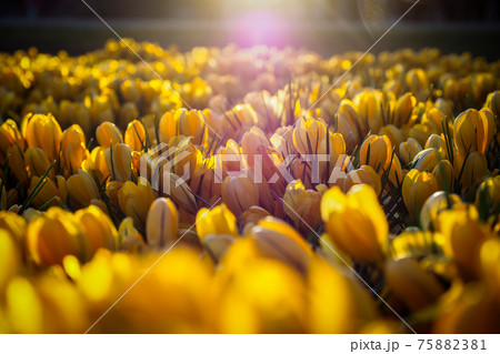 The first beautiful yellow crocuses blooming in the spring garden, in park in sunset. Selective focus The first beautiful yellow crocuses blooming in the spring garden, in park in sunset. Selective focus 75882381