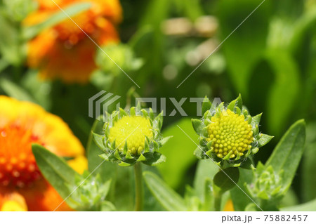 ガイラルディアのオレンジ色の花の蕾の写真素材