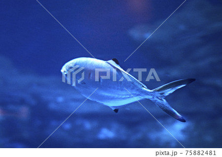 Sea bass, swimming in the luminous ocean Sea bass, swimming in the luminous ocean 75882481