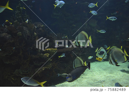 Tropical goldfish in the ocean Tropical goldfish in the ocean 75882489