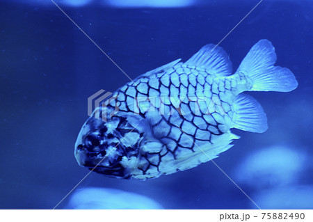 Big silver fish with bright colors 75882490