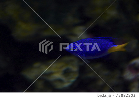 Small blue fish in the ocean 75882503