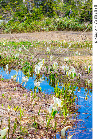 初夏の栂池自然園の水芭蕉 【長野県】 初夏の栂池自然園の水芭蕉 【長野県】 75882838