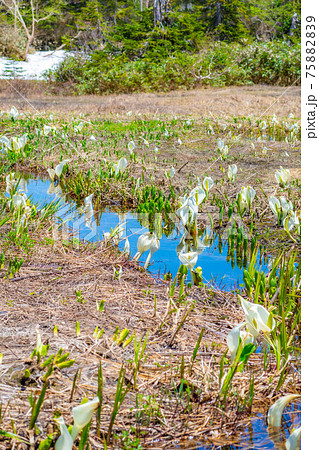 初夏の栂池自然園の水芭蕉 【長野県】 初夏の栂池自然園の水芭蕉 【長野県】 75882839