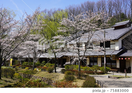 ぎふ清流里山公園と桜 ぎふ清流里山公園と桜 75883000