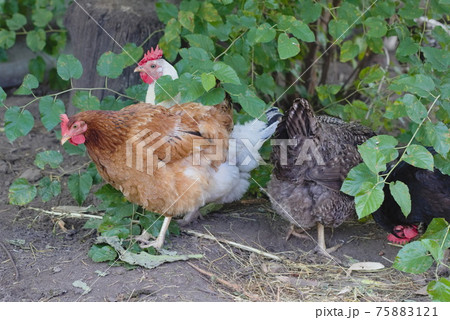 a flock of chickens in the poultry yard 75883121