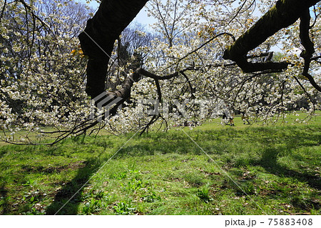 3月　世田谷773砧公園の桜 75883408