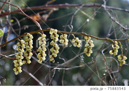 キブシの花 キブシの花 75883543