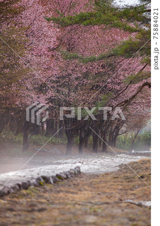 雨模様の山桜 75884021