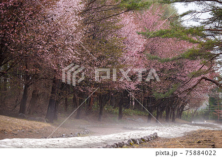 雨模様の山桜の写真素材 [75884022] - PIXTA 