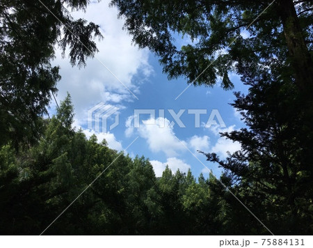 雲 山 樹木 75884131