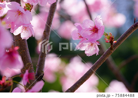 暖かな春の日・陽光桜1 暖かな春の日・陽光桜1 75884488