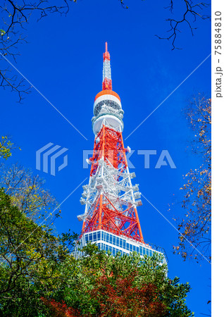 東京タワー、東京、港区、芝、快晴 東京タワー、東京、港区、芝、快晴 75884810