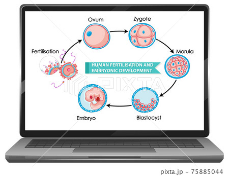 Human fertilisation and embryonic development 75885044