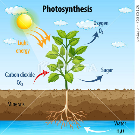 Diagram showing process of photosynthesis in plant Diagram showing process of photosynthesis in plant 75885126