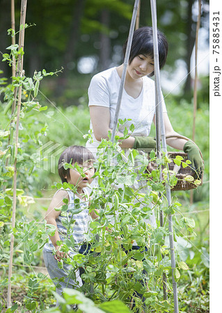 夏の畑で収穫を手伝う子ども 75885431
