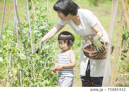 夏の畑で収穫を手伝う子ども 75885432