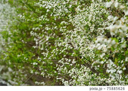 早春の爽やかな花・ユキヤナギ3 早春の爽やかな花・ユキヤナギ3 75885626