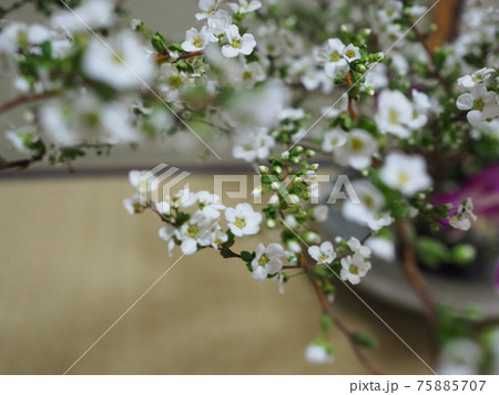 生け花 作品 ユキヤナギ 生け花 作品 ユキヤナギ 75885707