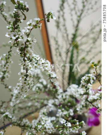 生け花 作品 ユキヤナギ 生け花 作品 ユキヤナギ 75885708