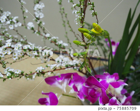 生け花 作品 ユキヤナギの写真素材