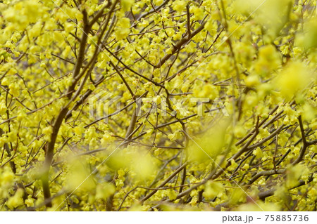 春の花・ヒュウガミズキ 75885736