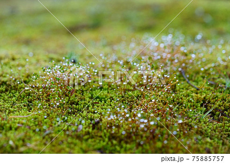 朝露の水滴・苔の胞子 75885757