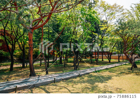 Jongmyo Shrine green forest in Seoul, Korea 75886115