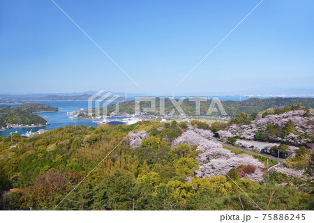千巌山 天草松島 桜 千巌山 天草松島 桜 75886245