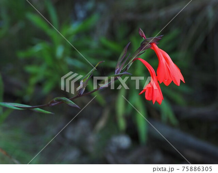 キリマンジャロ・高山植物 キリマンジャロ・高山植物 75886305