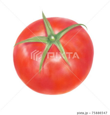 トマトのイラスト 鉛筆画風 のイラスト素材