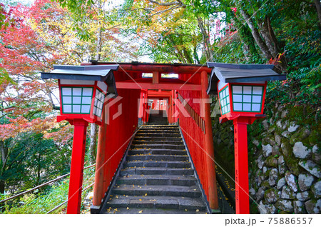 太鼓谷稲成神社 朱色の千本鳥居 表参道 島根県津和野町 太鼓谷稲成神社 朱色の千本鳥居 表参道 島根県津和野町 75886557